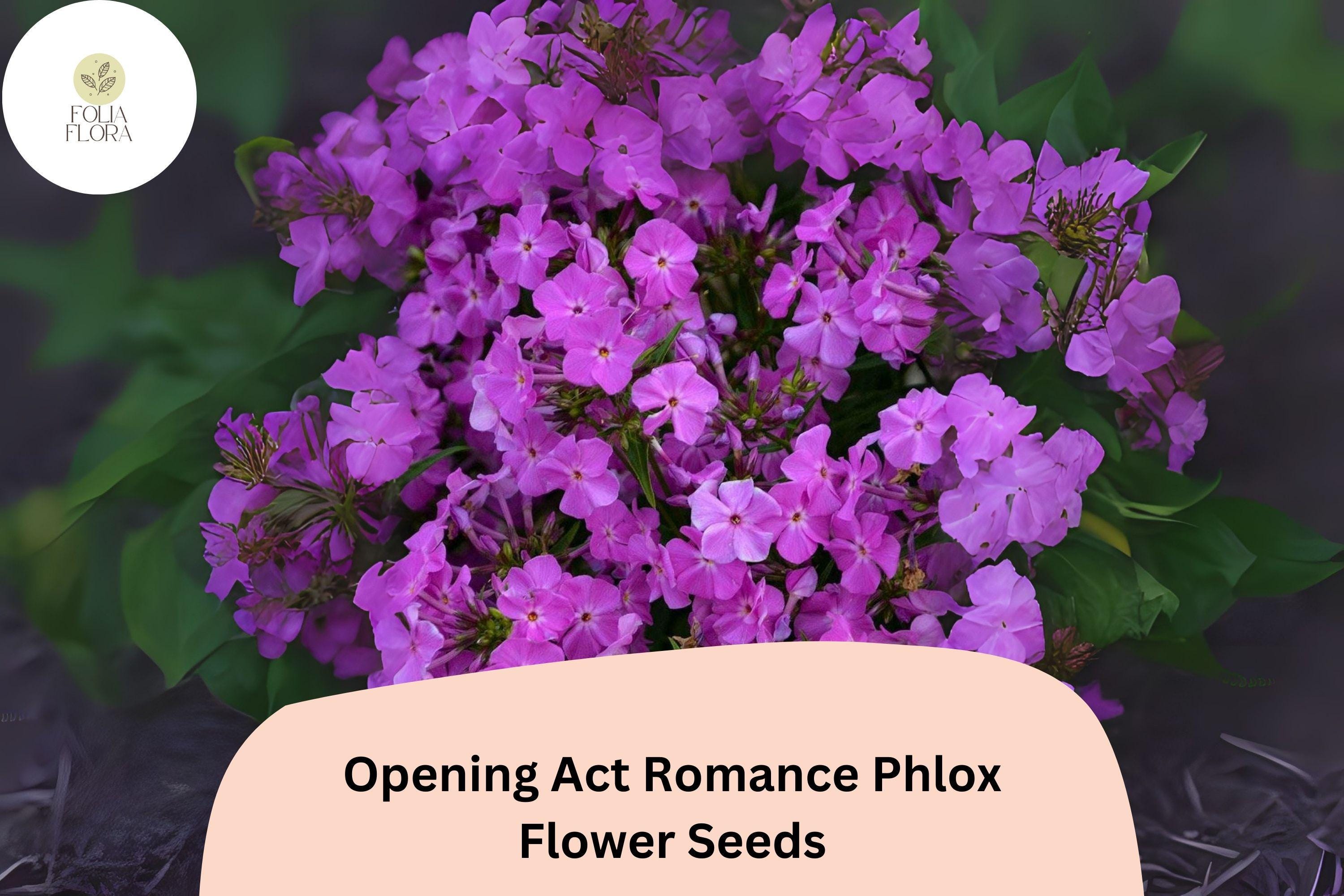 Purple Romance Phlox Seeds â€“ Early Blooming Perennial Flower (100+ Seeds)