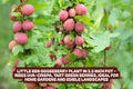 Little Ben Gooseberry Plant - Compact Edible Bush - Ribes uva-crispa 'Little Ben' for Small Gardens & Containers