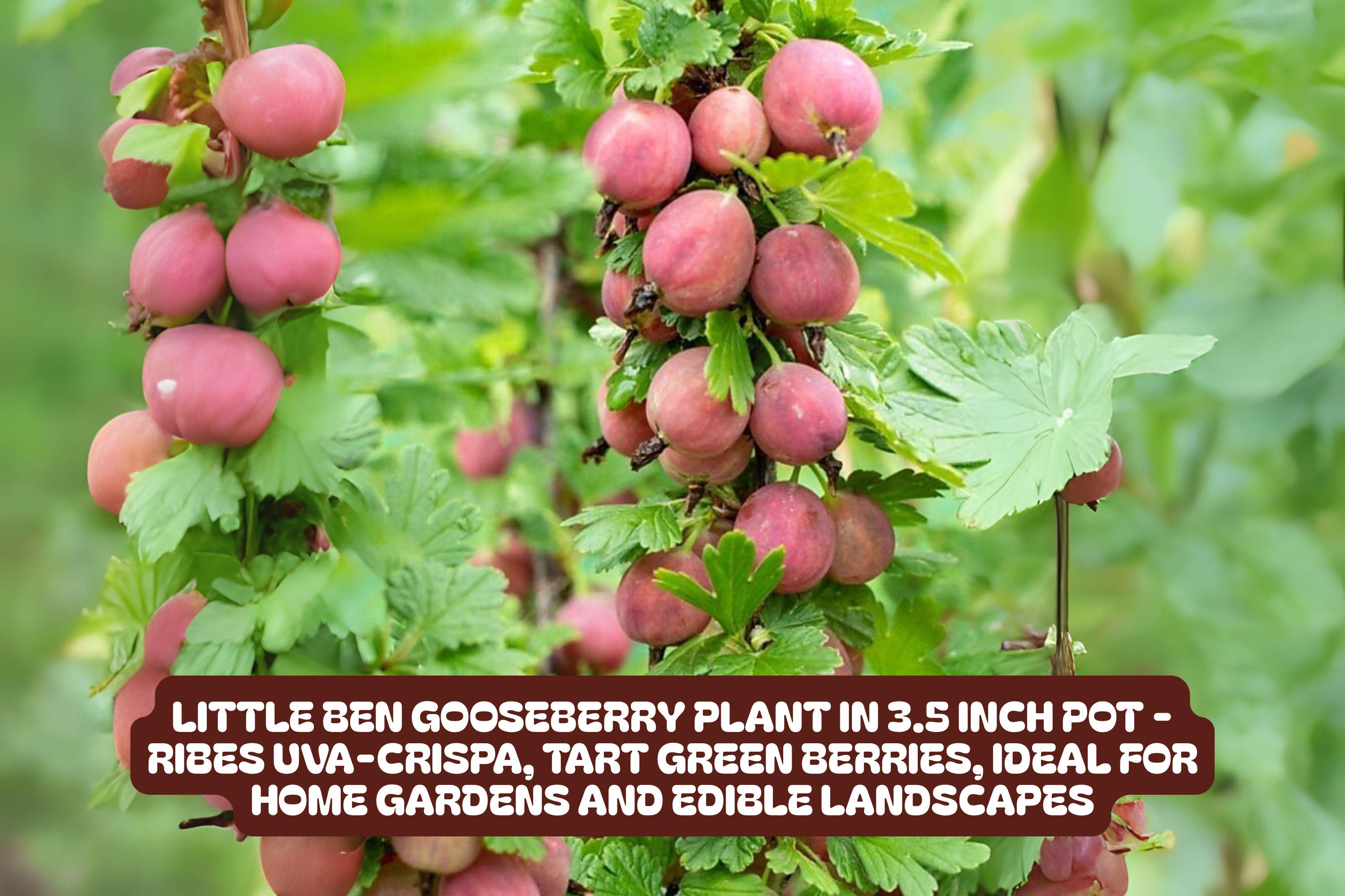 Little Ben Gooseberry Plant - Compact Edible Bush - Ribes uva-crispa 'Little Ben' for Small Gardens & Containers