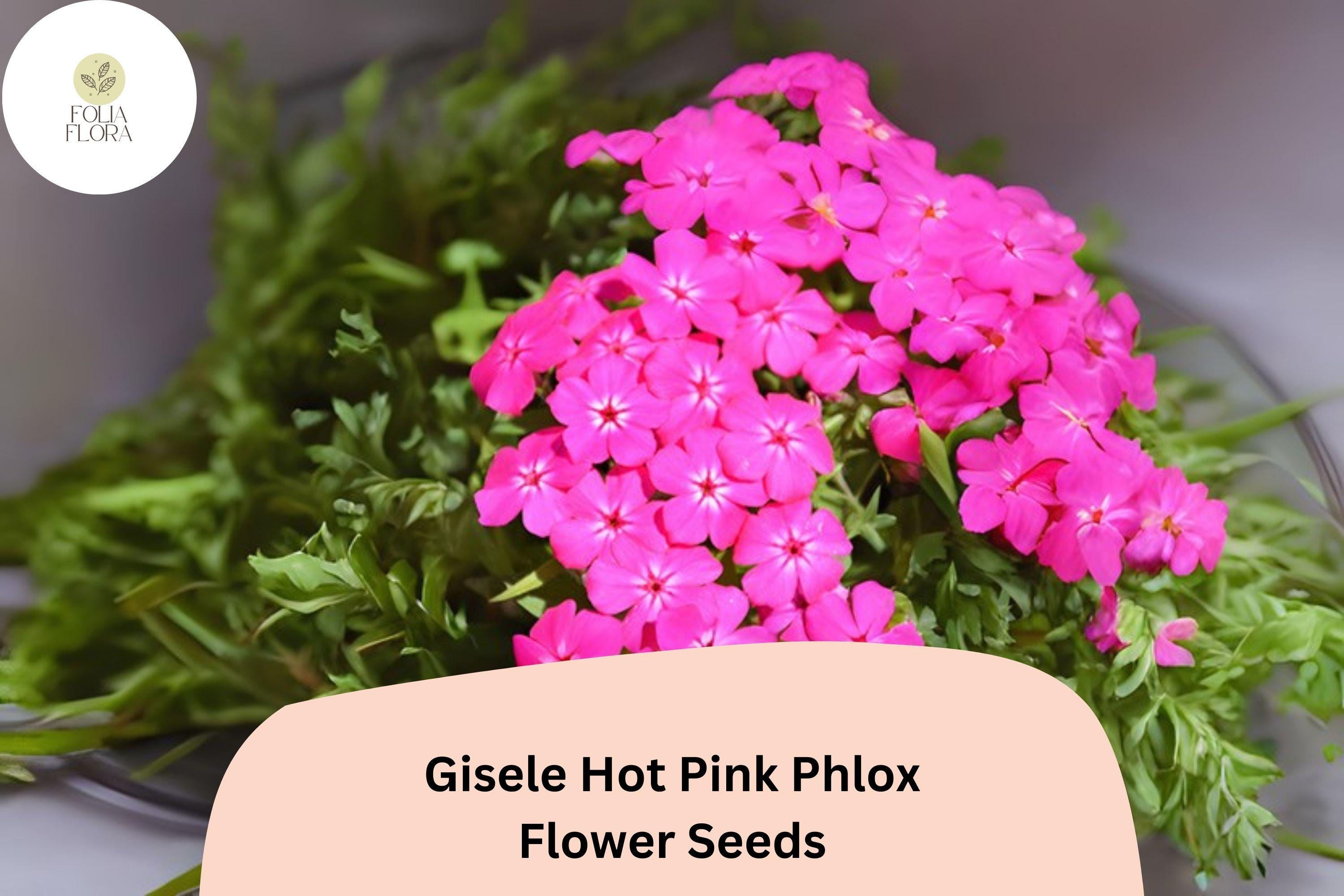 100+ Gisele Hot Pink Phlox Seeds â€“ Bright Annual Garden Flowers, Phlox drummondii