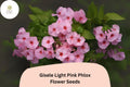 100+ Gisele Light Pink Phlox Seeds â€“ Annual Garden Flowers, Phlox drummondii