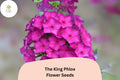 100+ The King Phlox Seeds â€“ Annual Garden Flowers, Phlox drummondii
