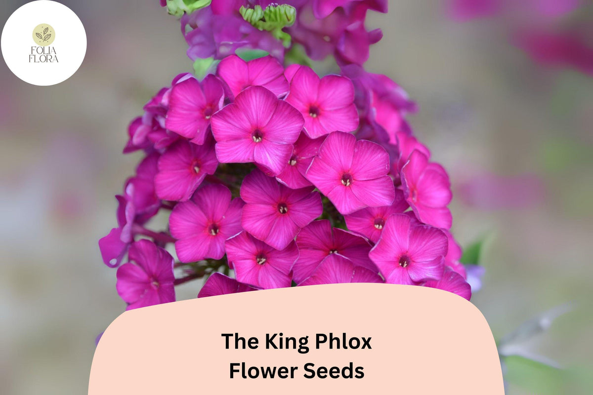 100+ The King Phlox Seeds â€“ Annual Garden Flowers, Phlox drummondii