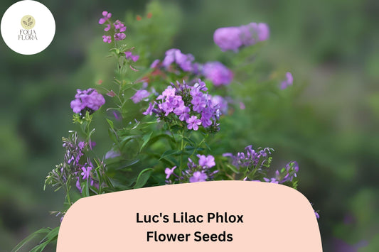 100+ Luc's Lilac Phlox Seeds â€“ Annual Garden Flowers, Phlox drummondii