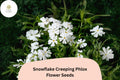 Snowflake Creeping Phlox Seeds – White Ground Cover Flowers, Phlox subulata, Low-Growing Perennial for Borders & Slopes