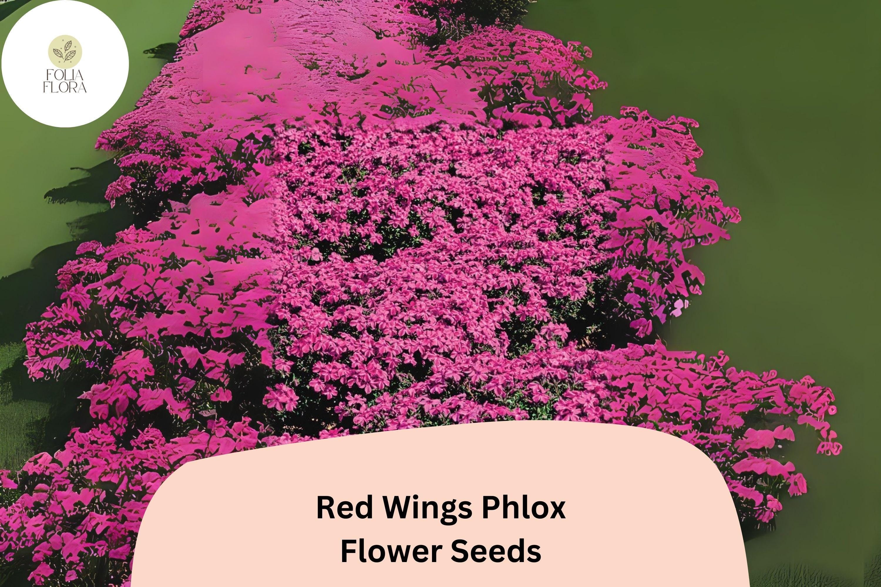 100+ Red Wings Creeping Phlox Seeds â€“ Groundcover Flowers, Phlox subulata