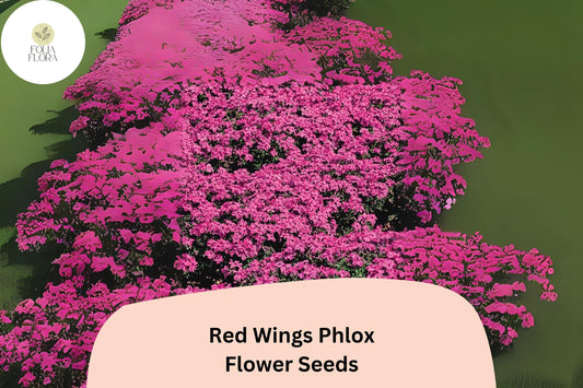 100+ Red Wings Creeping Phlox Seeds â€“ Groundcover Flowers, Phlox subulata