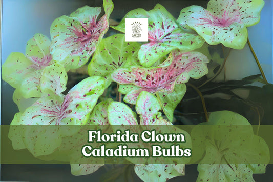 10 Caladium Bulbs Florida Clown Fancy Leaf - Multicolored Foliage, Caladium bicolor ‘Florida Clown’ - Tropical Perennial Bulbs