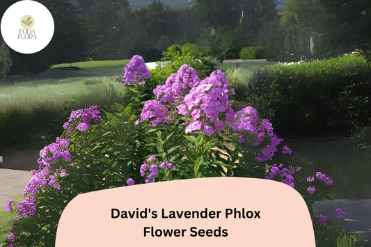 David’s Lavender Phlox Seeds – Fragrant Perennial Garden Flowers, Phlox paniculata, Lavender, Butterfly & Pollinator Attractant