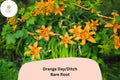 50 Orange Daylily Bare Root Plants | Hemerocallis fulva Perennial Ditch Lily for Garden Borders