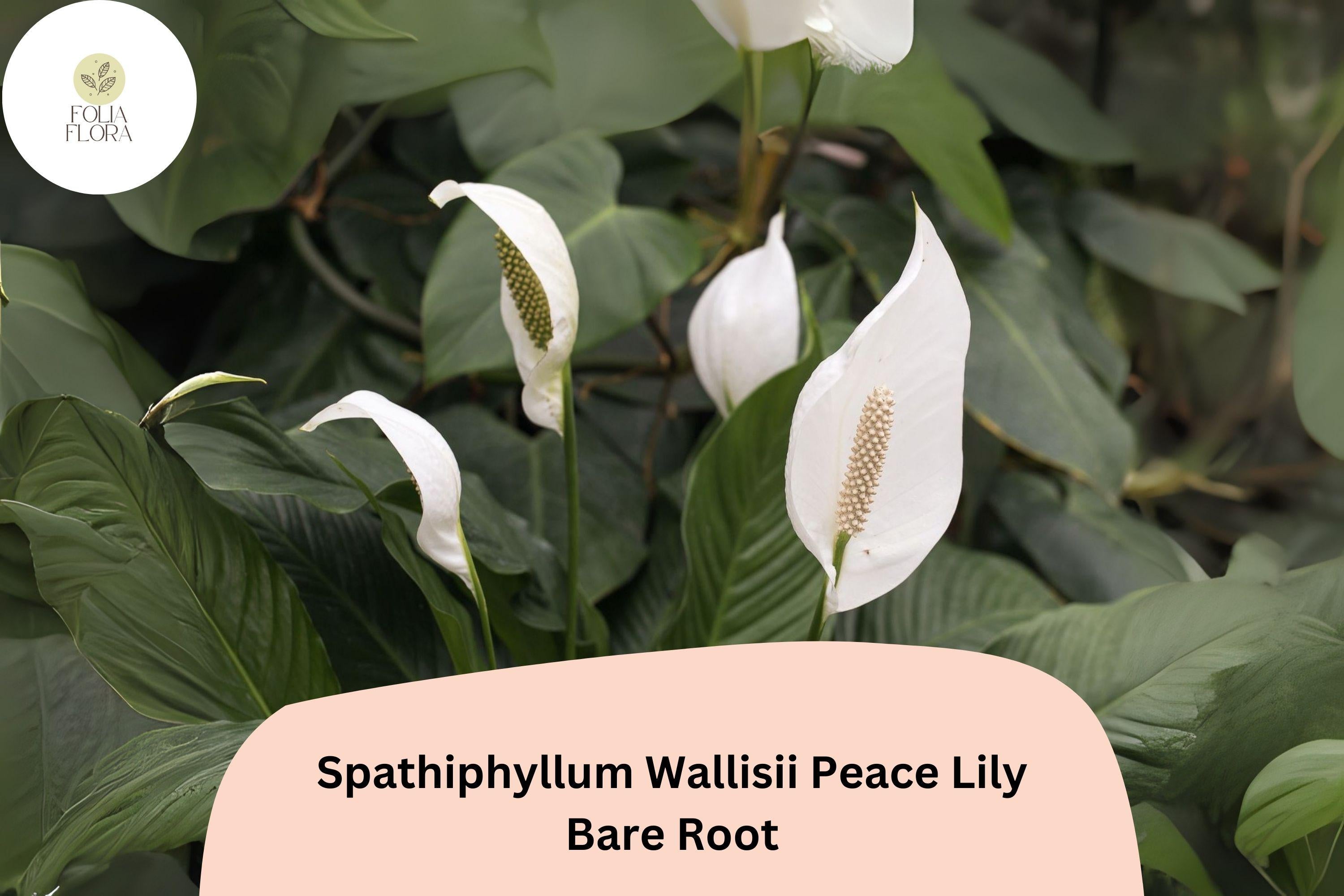 Peace Lily Plant Spathiphyllum wallisii | 1 Live Bare Root 6â€“12â€ White Flower Houseplant