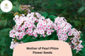 100+ Mother of Pearl Phlox Seeds â€“ Perennial Garden Flowers, Phlox paniculata