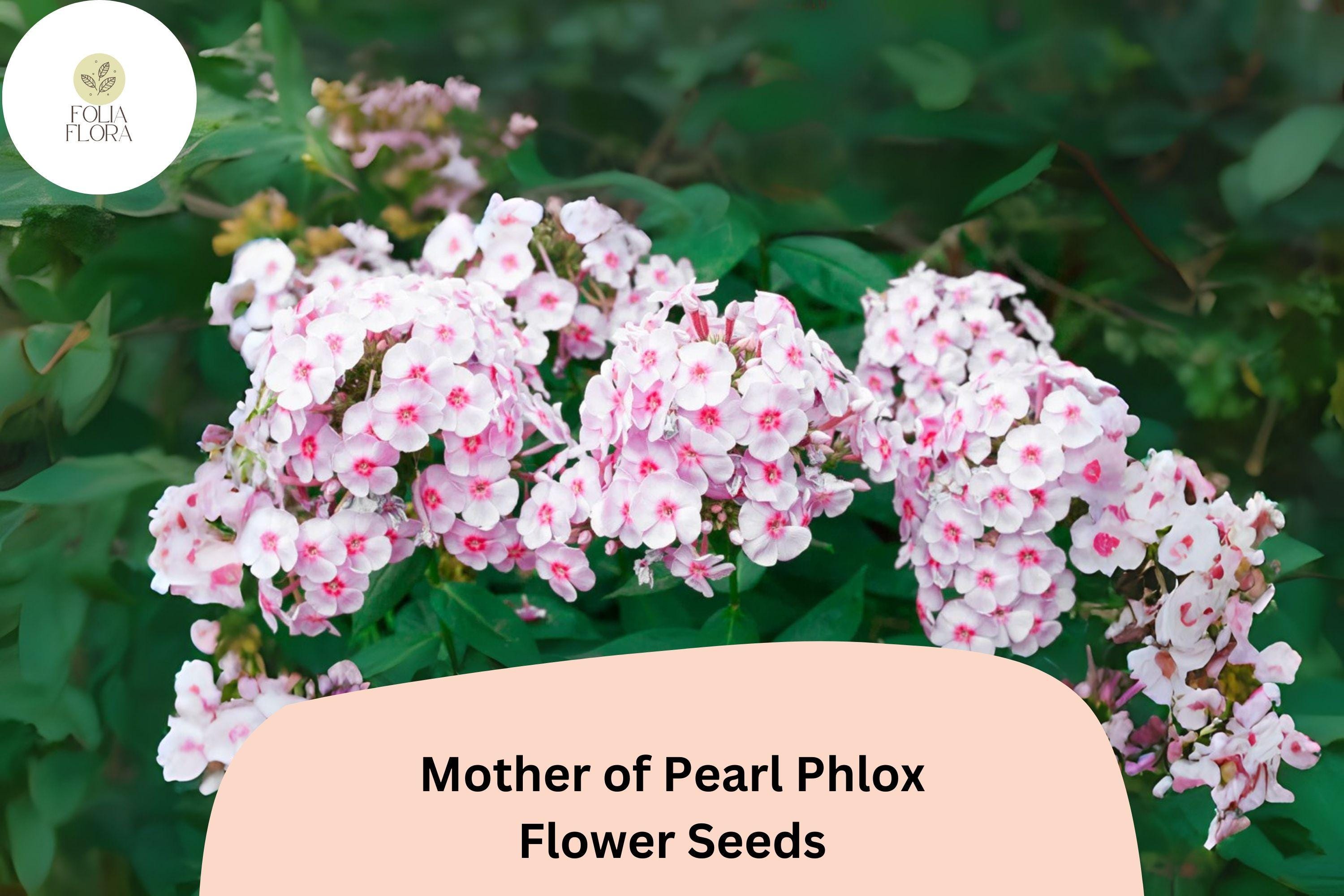 100+ Mother of Pearl Phlox Seeds â€“ Perennial Garden Flowers, Phlox paniculata