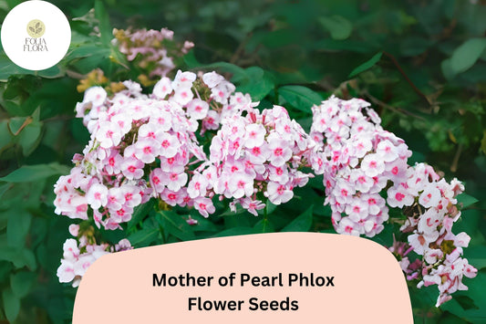 100+ Mother of Pearl Phlox Seeds â€“ Perennial Garden Flowers, Phlox paniculata