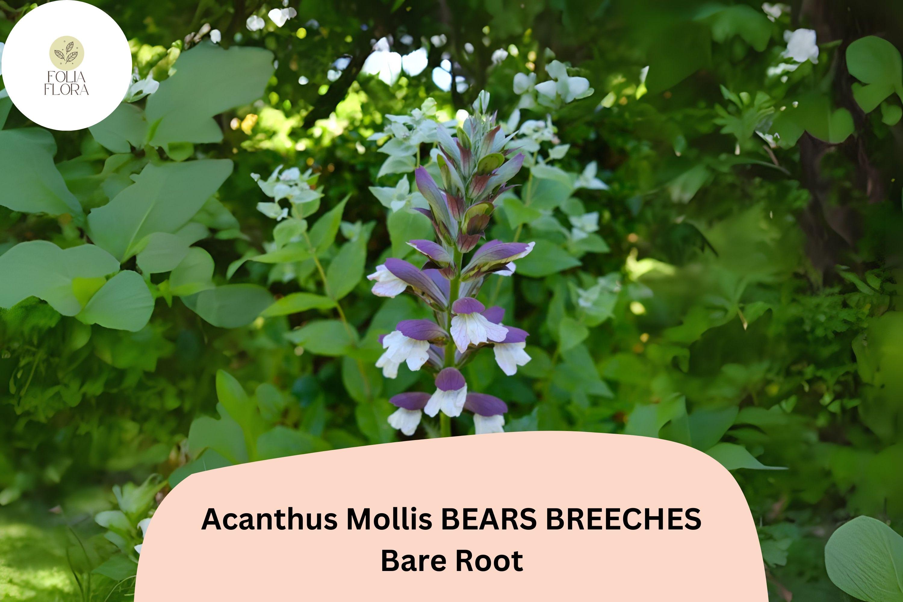 Acanthus mollis Bearâ€™s Breeches | 3 Live Plants 6â€“12â€ Purple White Flower Perennial