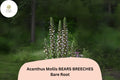Acanthus mollis Bearâ€™s Breeches | 1 Live 6â€ Plant Purple White Flower Perennial