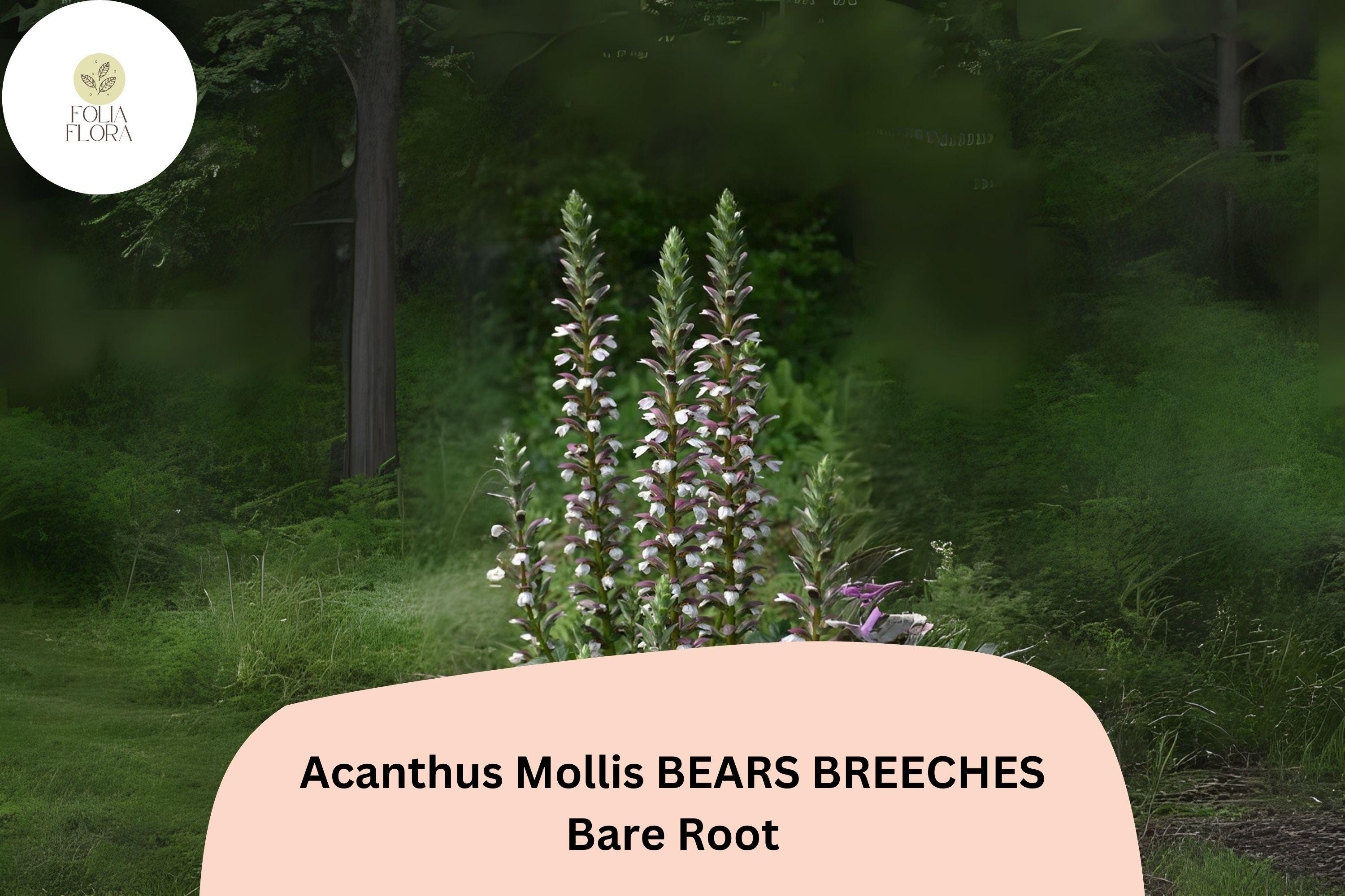 Acanthus mollis Bearâ€™s Breeches | 1 Live 6â€ Plant Purple White Flower Perennial
