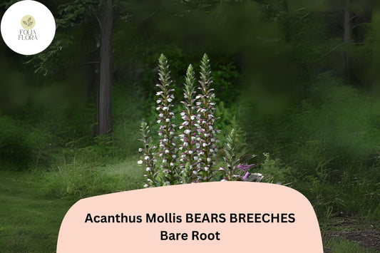 Acanthus mollis Bearâ€™s Breeches | 1 Live 6â€ Plant Purple White Flower Perennial