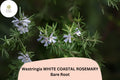 Westringia White Coastal Rosemary | 1 Live 6â€“12â€ Rooted Flowering Shrub Plant