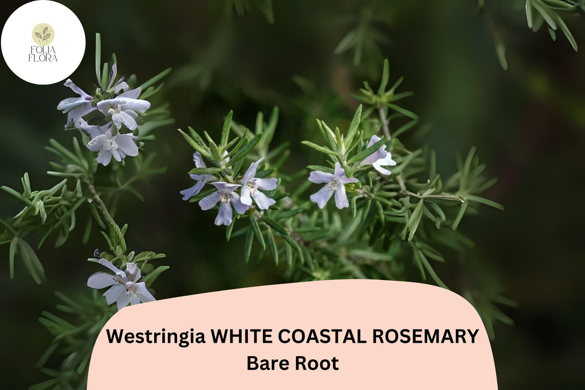 Westringia White Coastal Rosemary | 1 Live 6â€“12â€ Rooted Flowering Shrub Plant