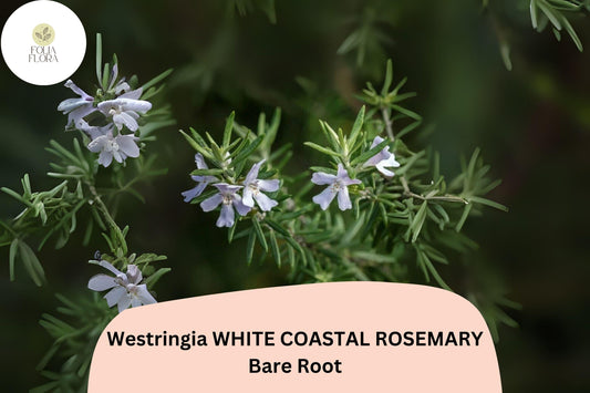 Westringia White Coastal Rosemary | 1 Live 6â€“12â€ Rooted Flowering Shrub Plant