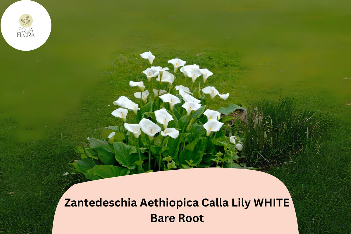 Zantedeschia aethiopica White Calla Lily | 5 Live 2â€ Plants Florist Quality Flower