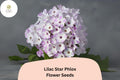 Lilac Star Phlox Seeds â€“ Fragrant Perennial Garden Flowers