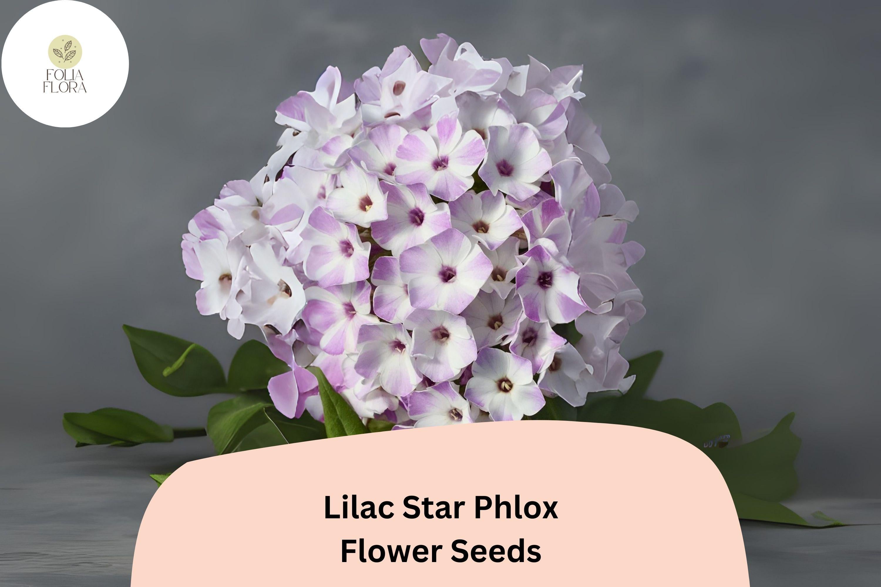 Lilac Star Phlox Seeds â€“ Fragrant Perennial Garden Flowers