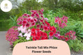 100+ Twinkle Tall Mix Phlox Seeds â€“ Colorful Star-Shaped Blooms, Annual Garden Flowers
