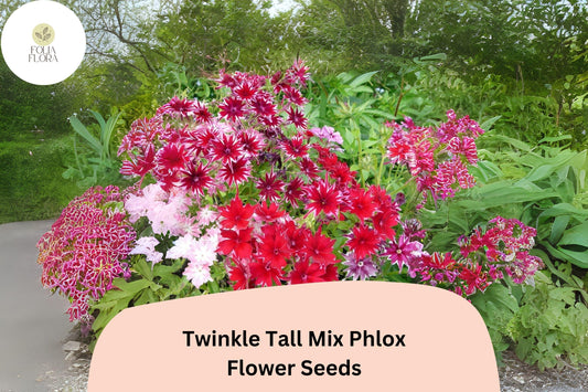 100+ Twinkle Tall Mix Phlox Seeds â€“ Colorful Star-Shaped Blooms, Annual Garden Flowers