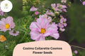 Cosimo Collarette Cosmos Seeds | Unique Semi-Double Blooms