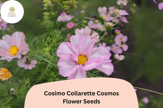 Cosimo Collarette Cosmos Seeds | Unique Semi-Double Blooms