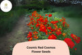 200+ Cosmic Red Cosmos Seeds | Sulphureus Annual Flower