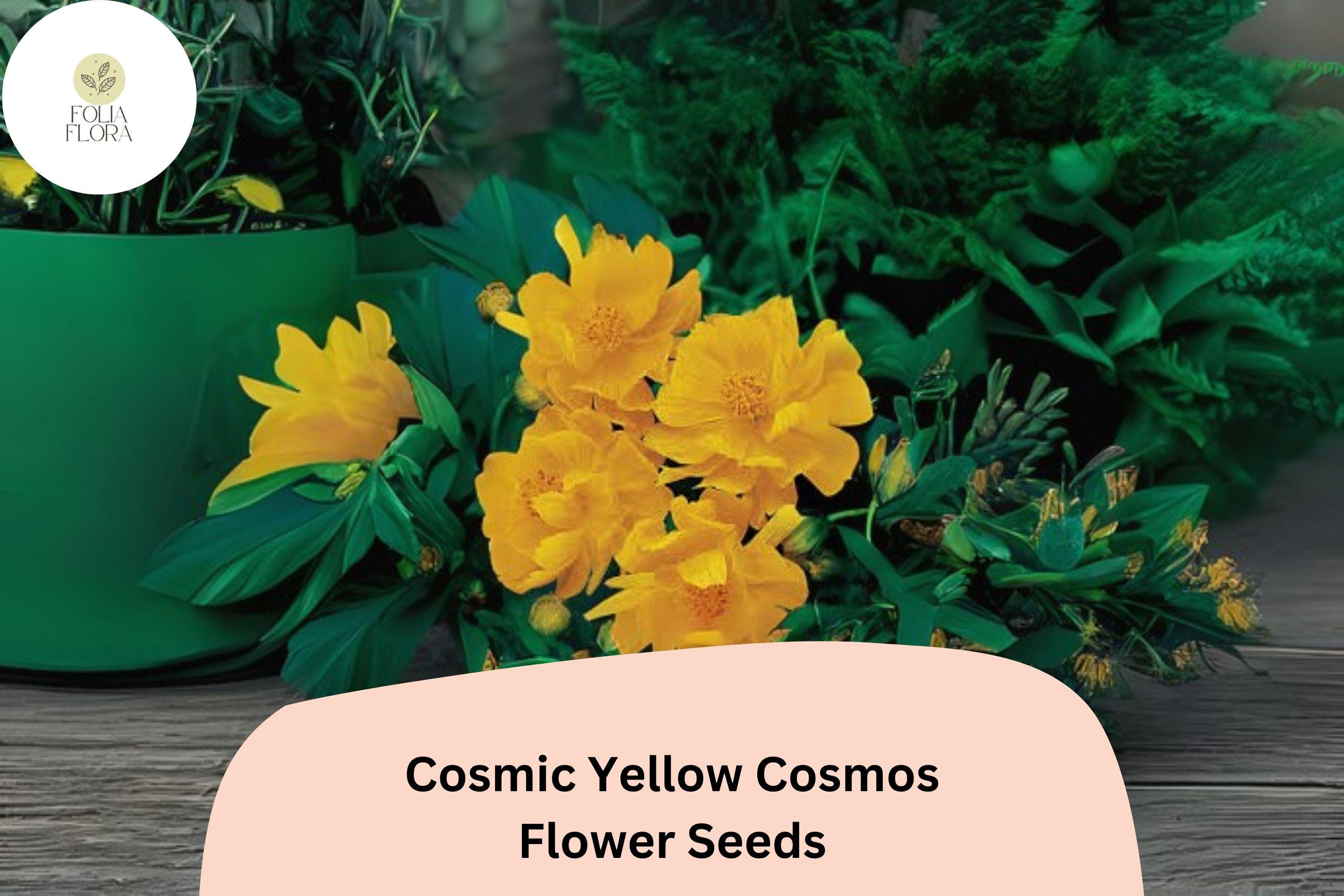 Cosmic Yellow Cosmos Seeds | Sulphureus Flower, Garden Planting (200+)