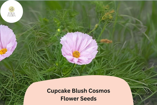 Cupcake Blush Cosmos Seeds | Soft Pink Flower Garden