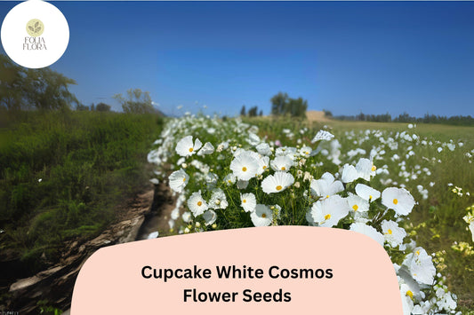 Cupcake White Cosmos Seeds | Semi-Double Flower Garden