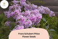 100+ Franz Schubert Phlox Seeds â€“ Soft Lavender Blooms, Perennial Phlox paniculata