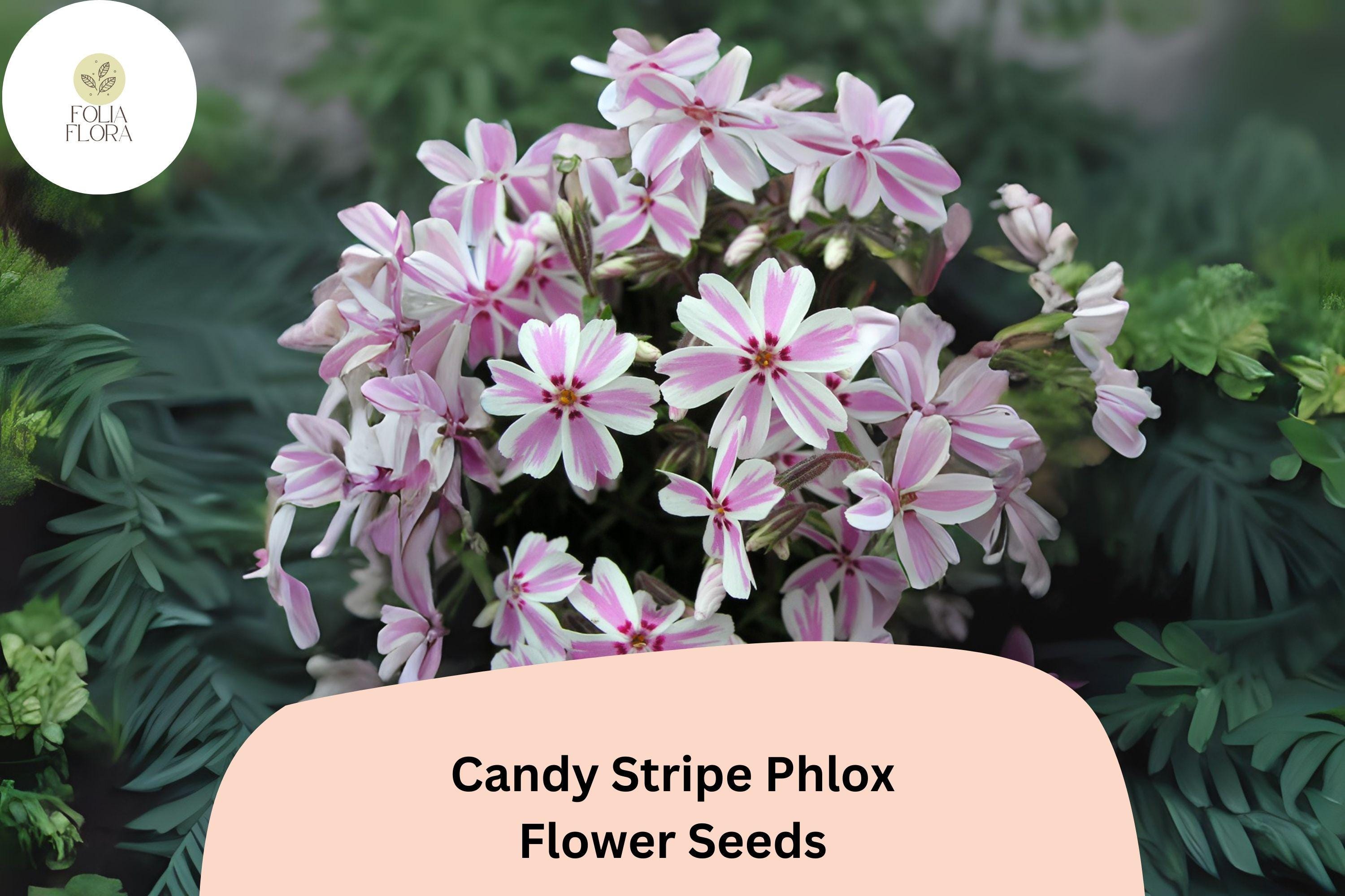 100+ Candy Stripe Phlox Seeds â€“ Creeping Phlox subulata, Pink & White Ground Cover Flowers