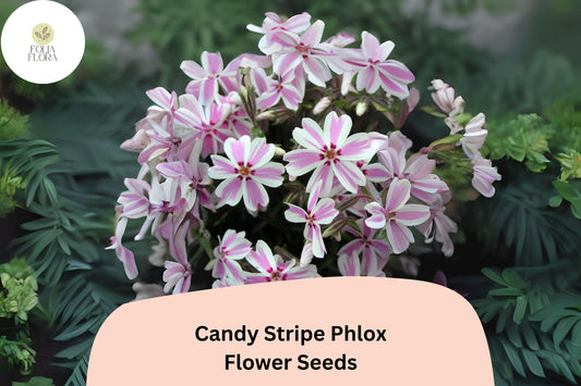 100+ Candy Stripe Phlox Seeds â€“ Creeping Phlox subulata, Pink & White Ground Cover Flowers