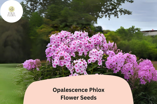 100+ Opalescence Phlox Seeds â€“ Phlox paniculata, Soft Pink & White Perennial Garden Flowers