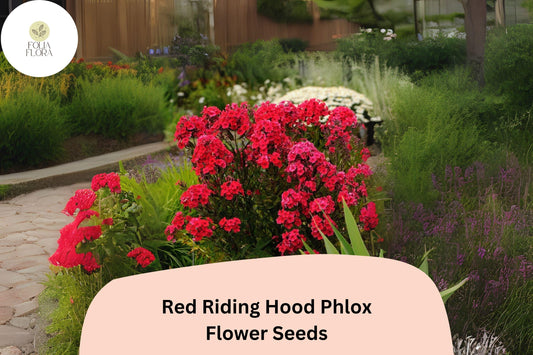 Red Riding Hood Phlox Seeds â€“ Bright Red Perennial Flowers