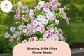 100+ Blushing Bride Phlox Seeds â€“ Phlox paniculata, Soft Pink Perennial Garden Flowers