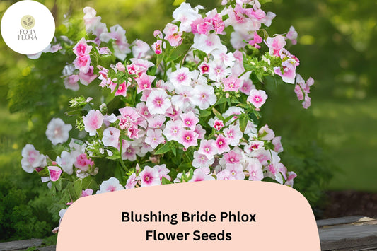 100+ Blushing Bride Phlox Seeds â€“ Phlox paniculata, Soft Pink Perennial Garden Flowers