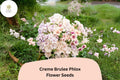 CrÃ¨me Brulee Phlox Seeds | Creamy Yellow Annual Flower