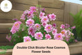 Double Click Bicolor Rose Cosmos Seeds | Pink & White Flowers | Cosmos bipinnatus ‘Double Click Bicolor Rose’