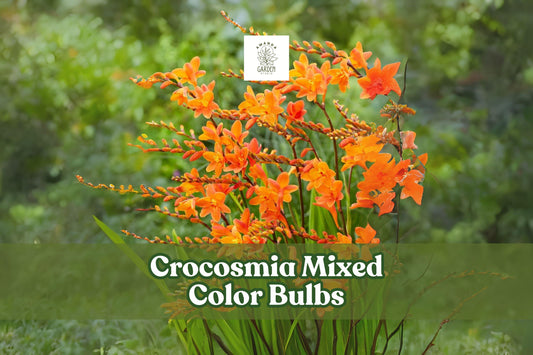 10 Crocosmia Bulbs - Mixed Color Hardy Perennial Corms - Fiery Red, Orange, Yellow Blooms - Crocosmia hybrids