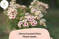 Cherry Caramel Phlox Seeds | Unique Rose-Cream Blooms