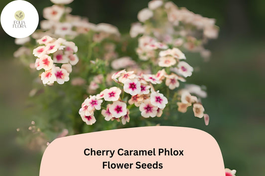 Cherry Caramel Phlox Seeds | Unique Rose-Cream Blooms