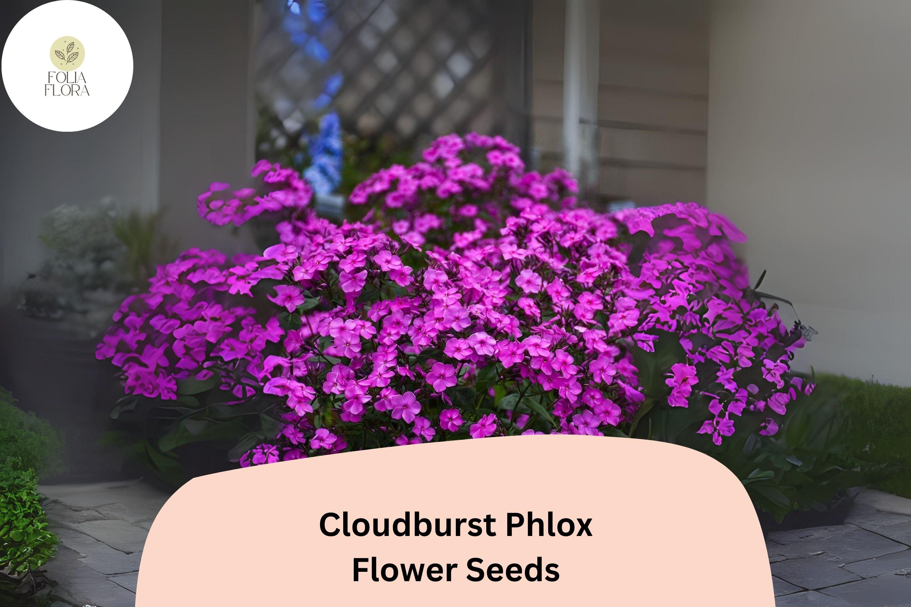 Cloudburst Phlox Seeds | Purple-Magenta Perennial Flower, 100+ Seeds
