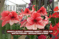 Amaryllis Bulb - Charisma Variety for Winter Forcing - Hippeastrum Hybrid Indoor Flowering Plant